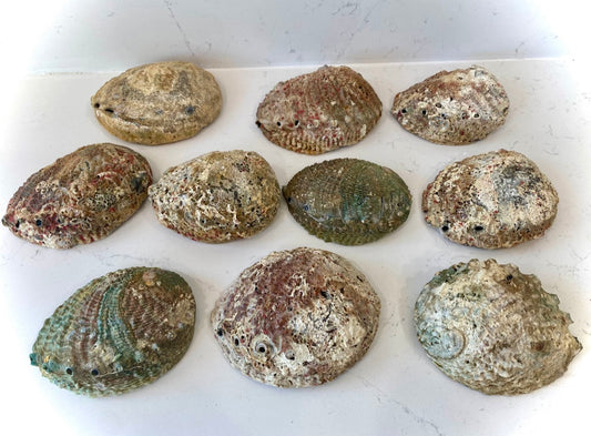 Abalone Shells - Large 6”-7”