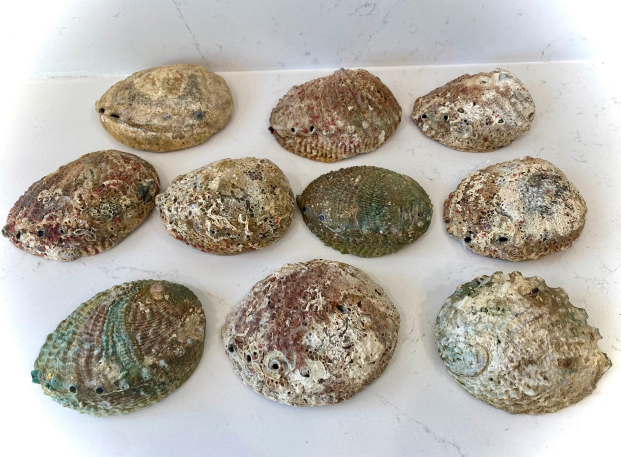 Abalone Shells - Large 6”-7”