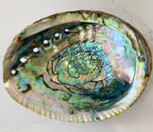 Abalone Shells - Large 6”-7”