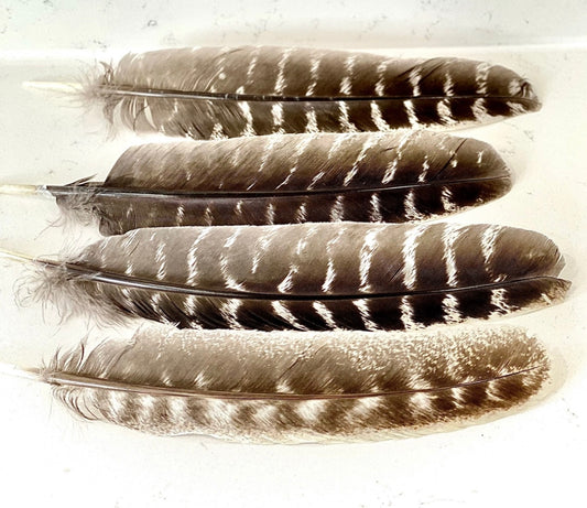Feathers for Smudging