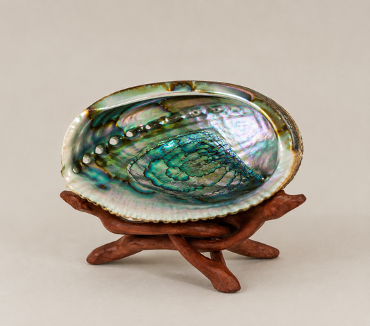 Abalone Shells - Large 6”-7”